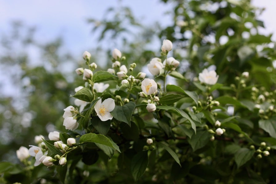 Weiße Jasminblüten auf einem Strauch mit grünen Blättern und noch nicht geöffneten Knospen im Hintergrund